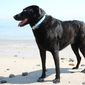 Up Country Inc. Beach Balls Dog Collar